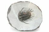 Top Quality, Long-Spined Cyphaspides Trilobite - Jorf, Morocco #255443-2